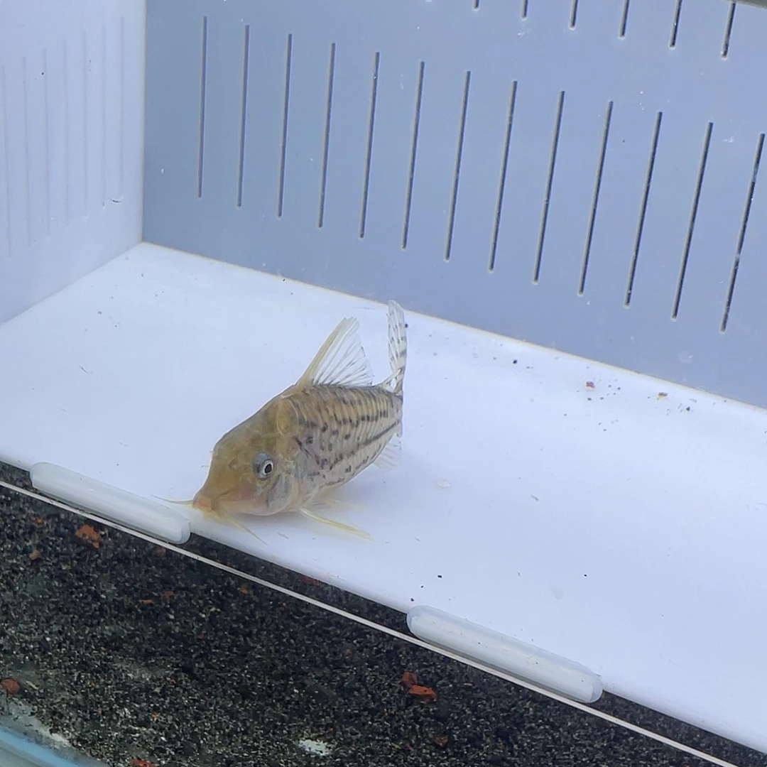 海水鱼9cm至尊普卡