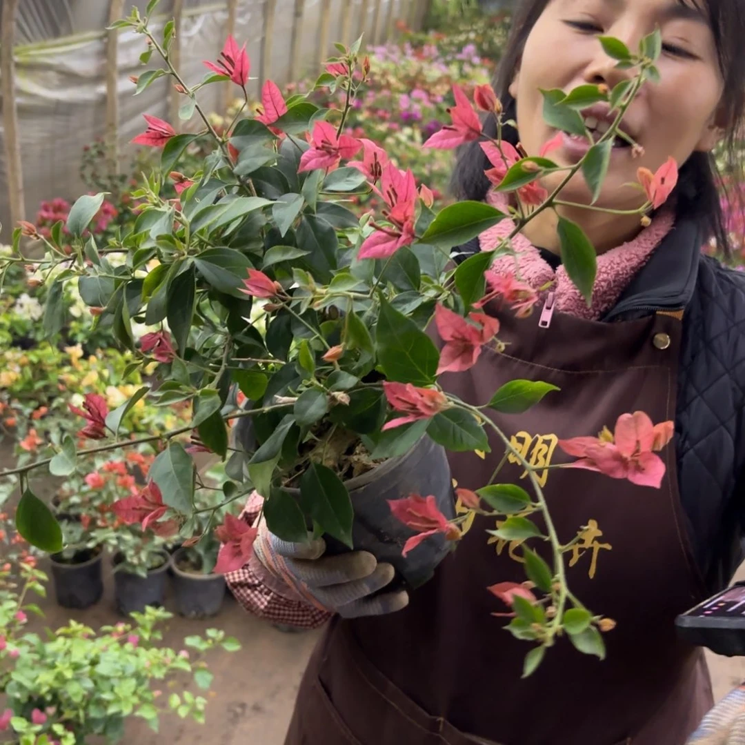 缘***心全部花苞（布里扎）三角梅会落花落叶会光杆苗有大有小