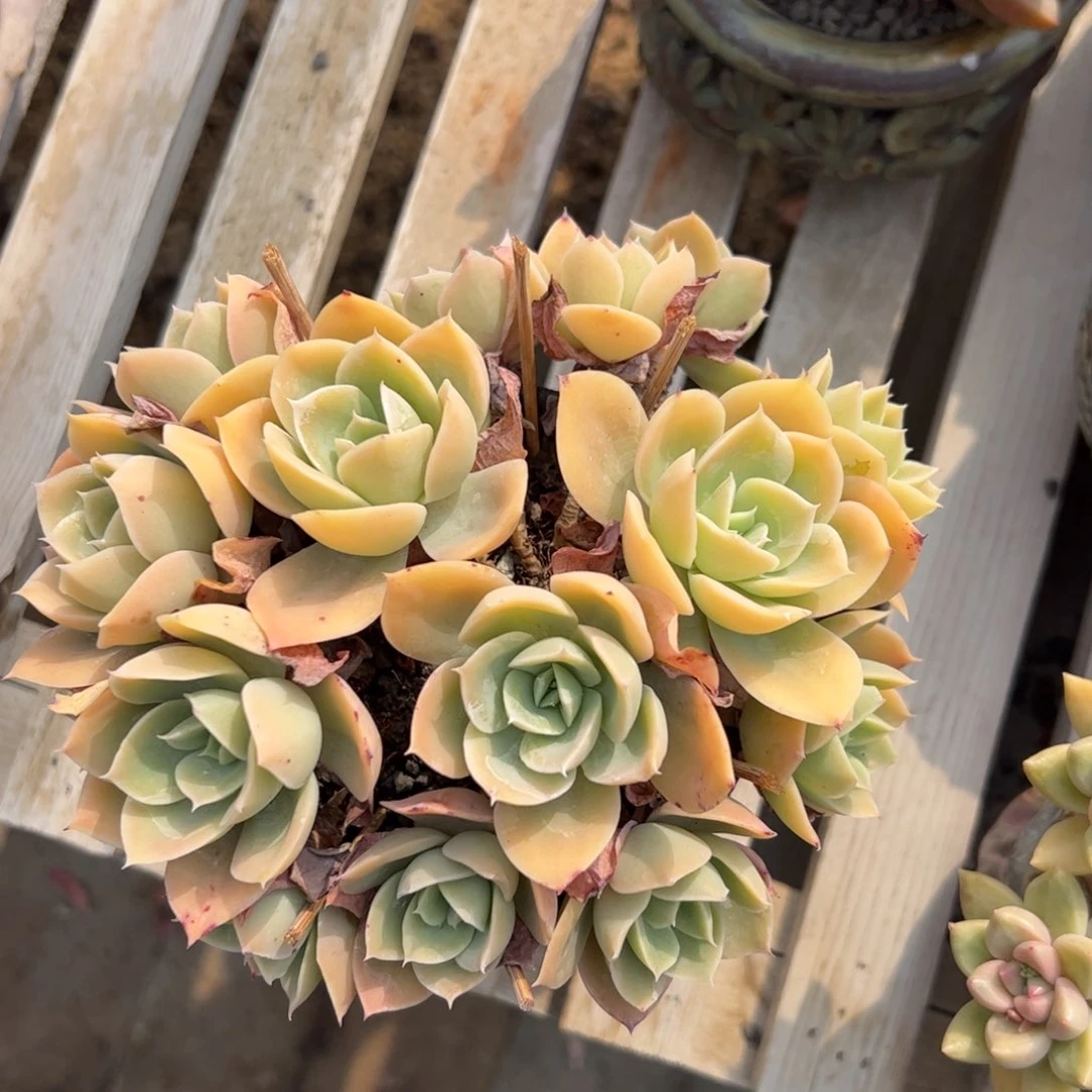 多肉植物多的植物