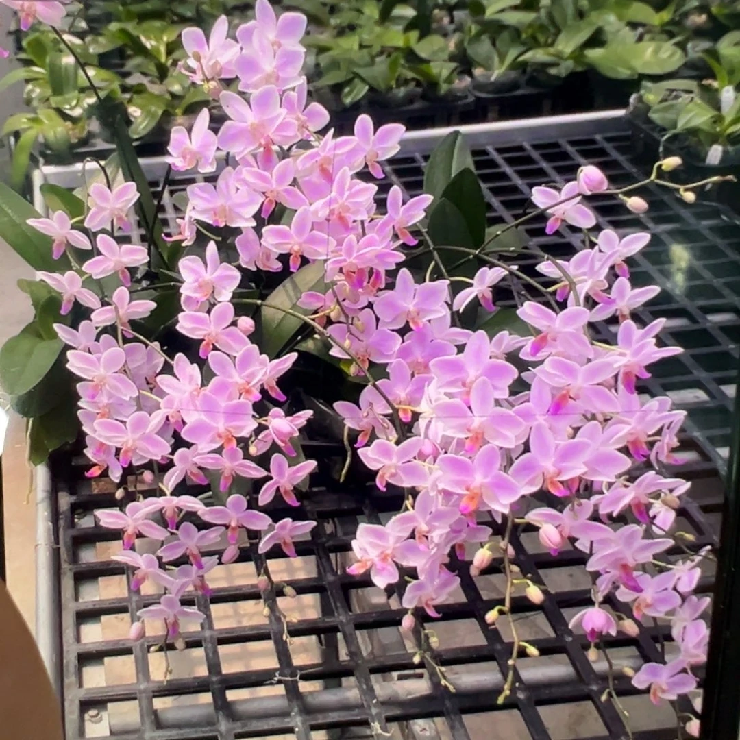 当前无花栽培后可以开花残雪大苗