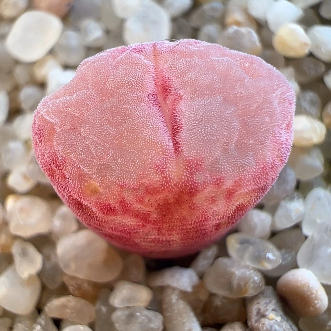 42号RY1777特选…………