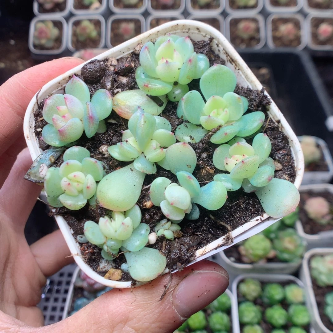 无花朵Q10。蜜糖甜心yyyyyy
