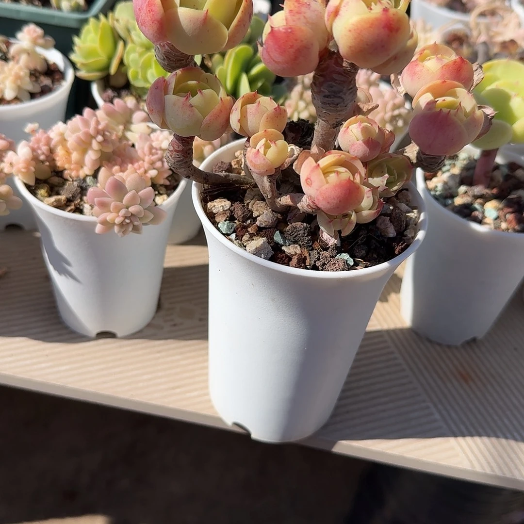 古***城鸡蛋碧桃多肉植物一颗