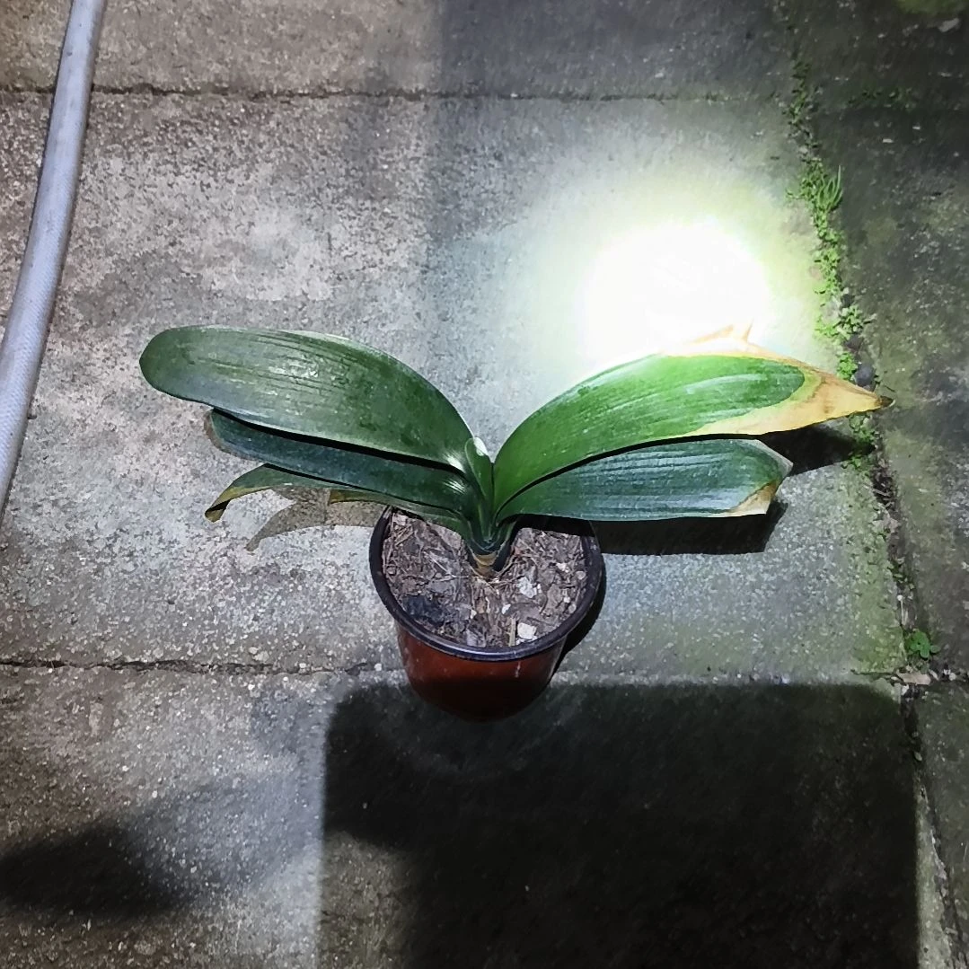 三***三完全开放盲盒大苗残叶特惠一棵