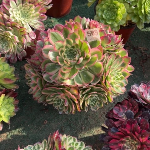 起*589海王手捧多肉