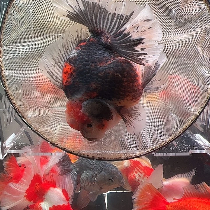 金鱼百褶泰师亚成33