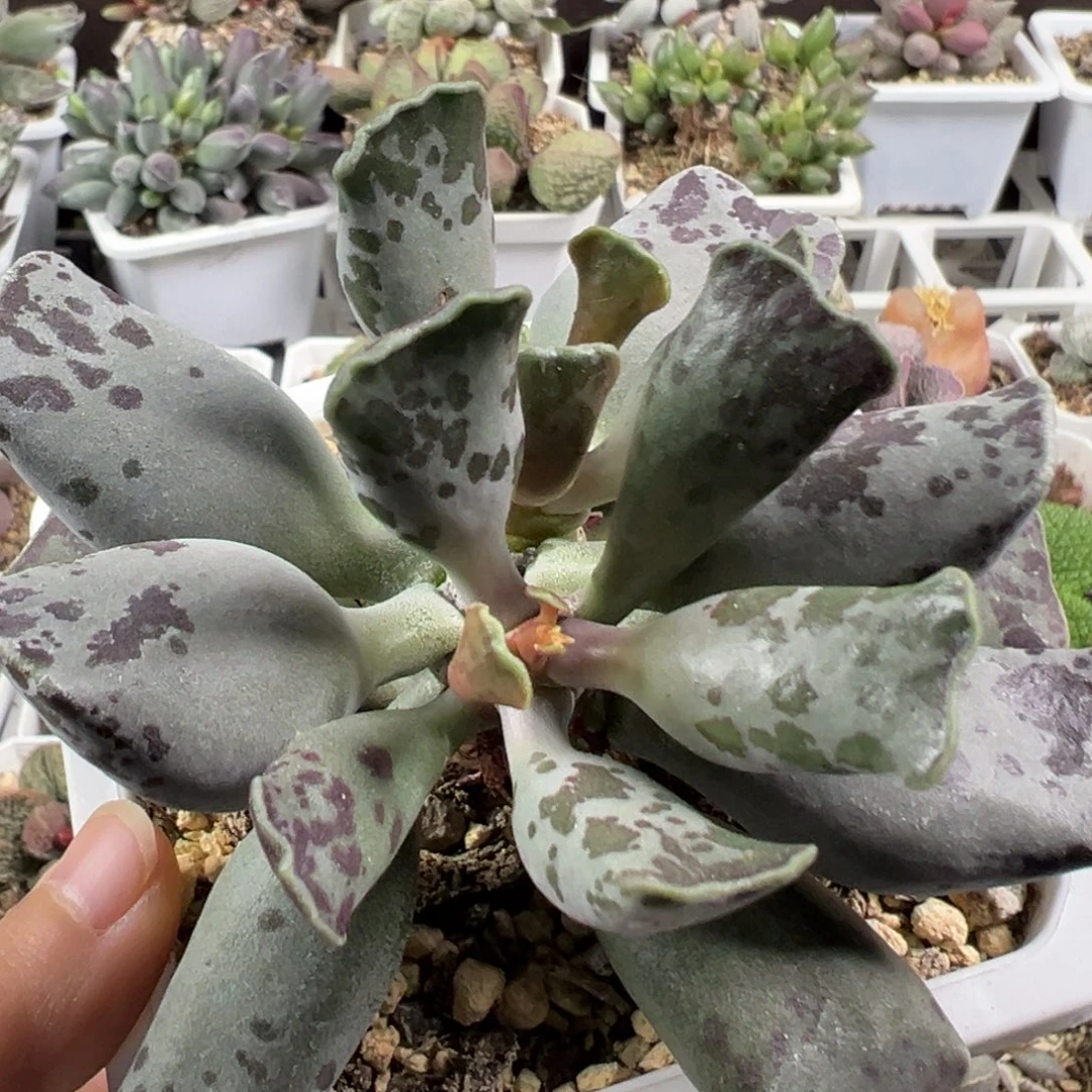 w十方盆猫耳海豹多肉植物