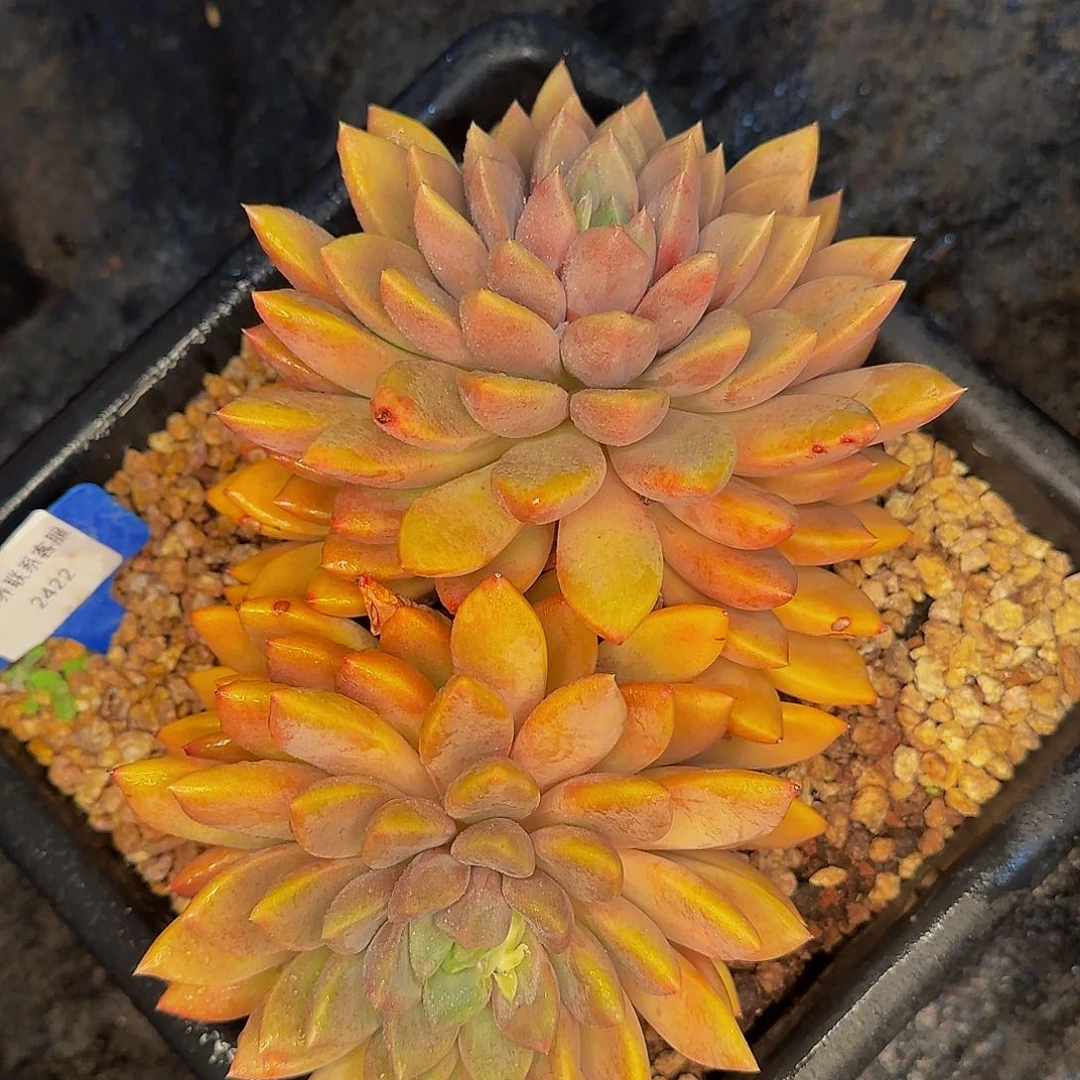 蓦*～哦哦哦哦哦哦我小杨小杨我