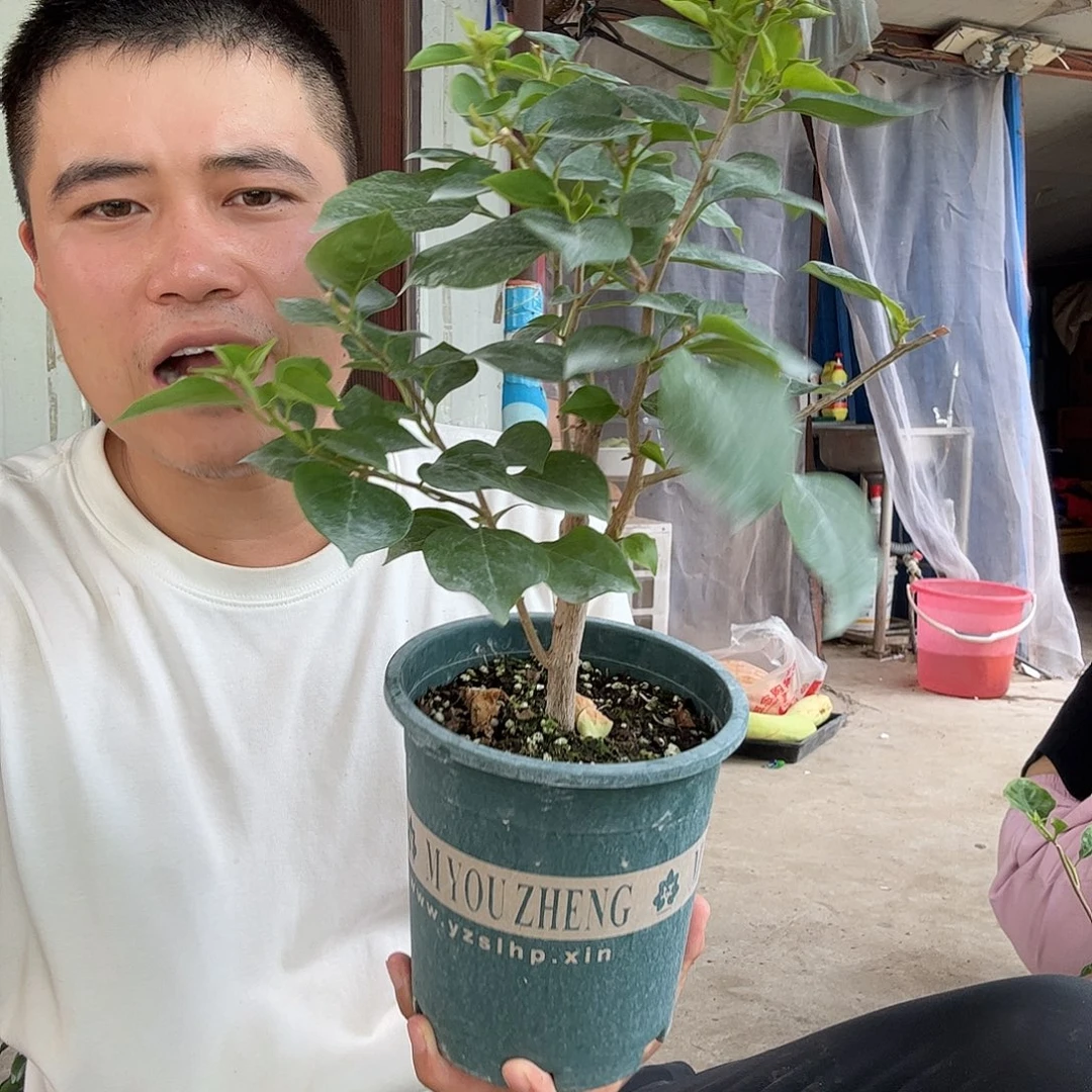 无花朵三角梅7号花