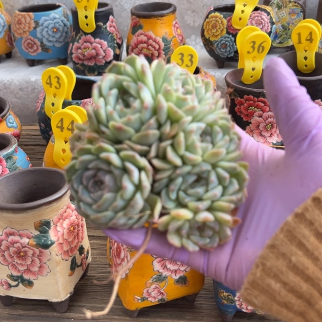 黄钻  新年快乐 新年快乐