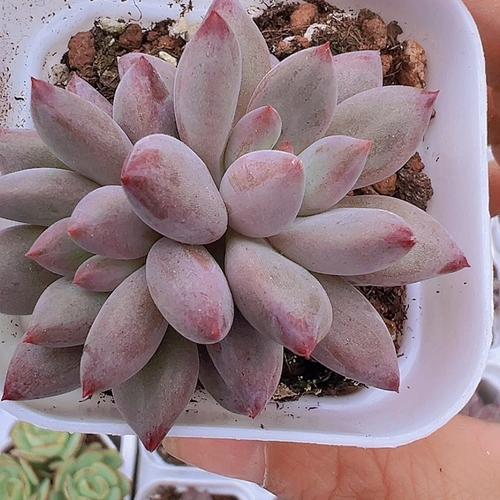 金鱼姬双头19包邮多肉