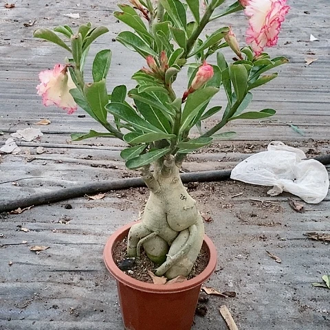 【闪购商品】无花朵蓝**海
