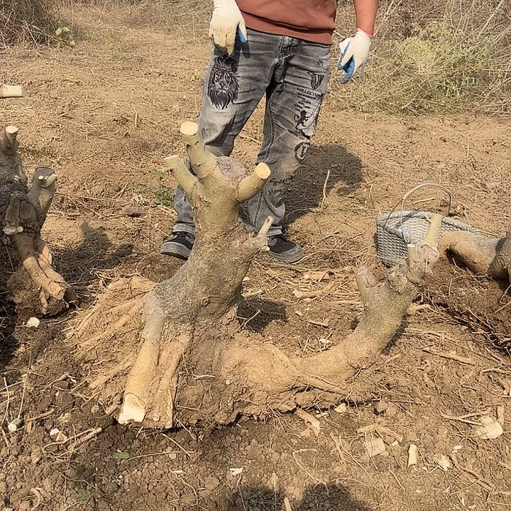 伟***材无花朵对节白蜡素材一颗