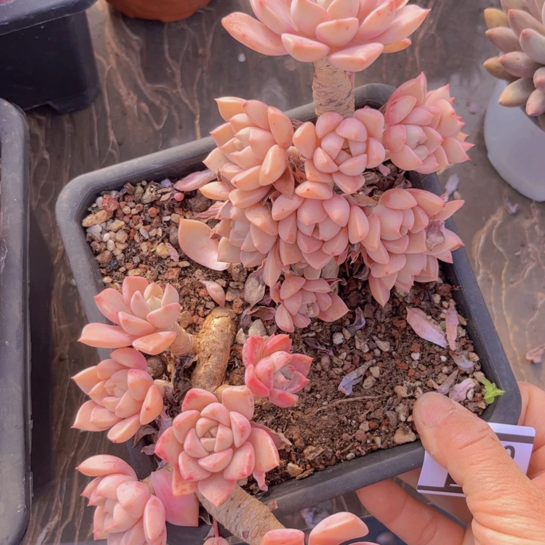 红粉佳人0412多肉植物