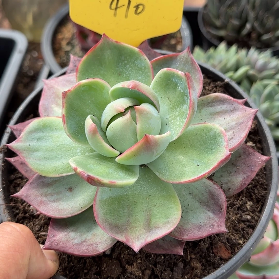 惊鸿一物一拍包装收缩花旱410