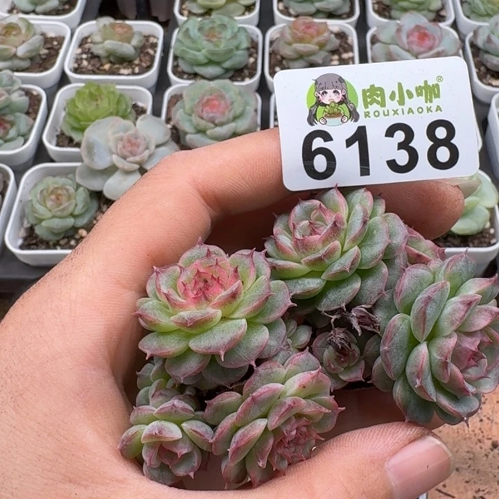 多肉植物多肉植物