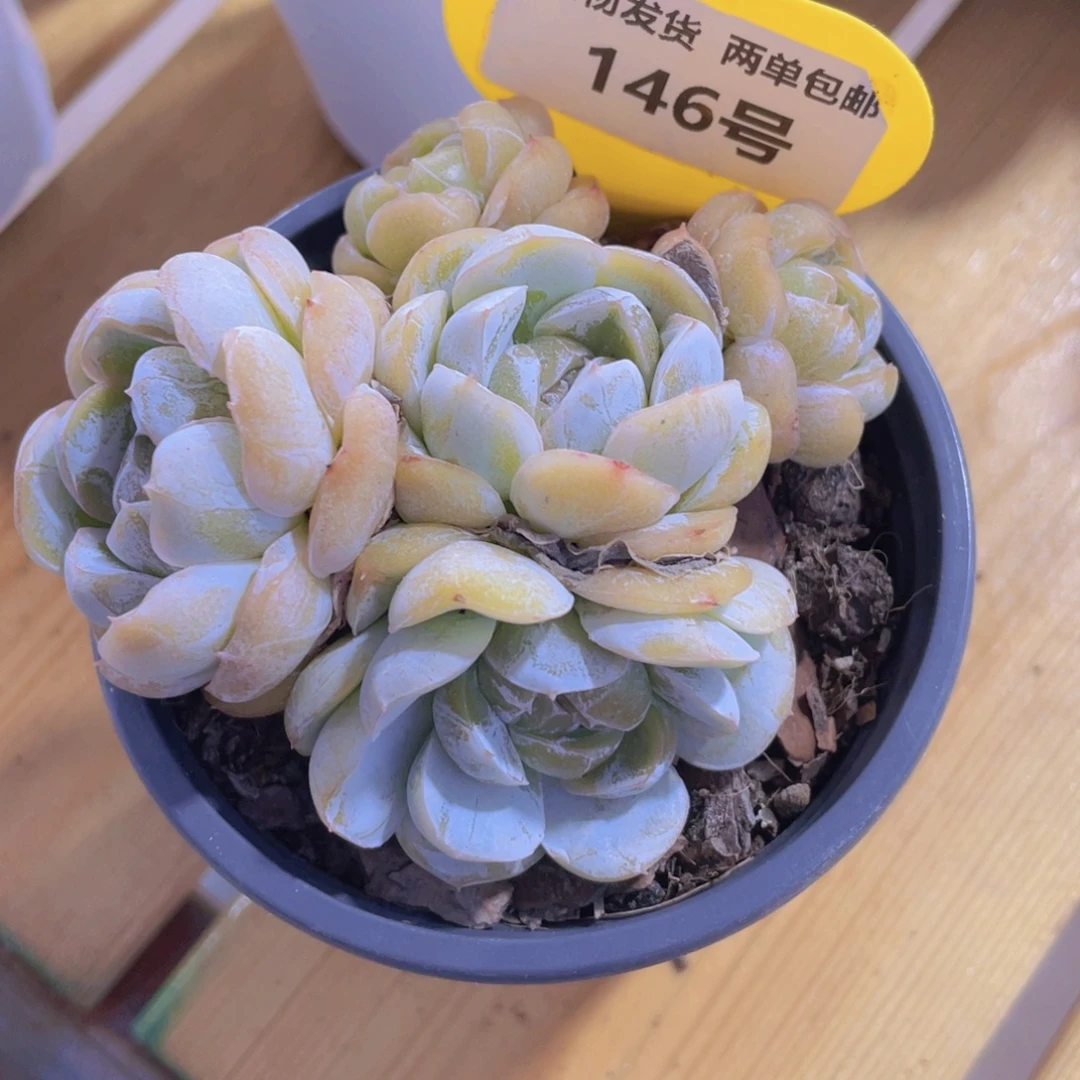 146号 五头捧花奶盖群