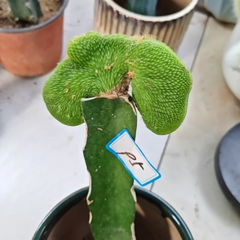 青蛇缀化火龙果95