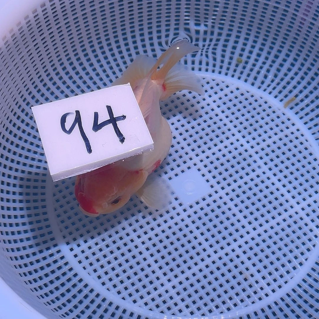 金鱼腾川优宠金鱼专拍