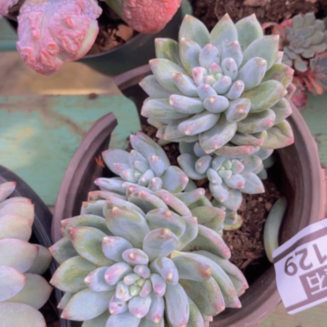 【闪购商品】星空美人07129