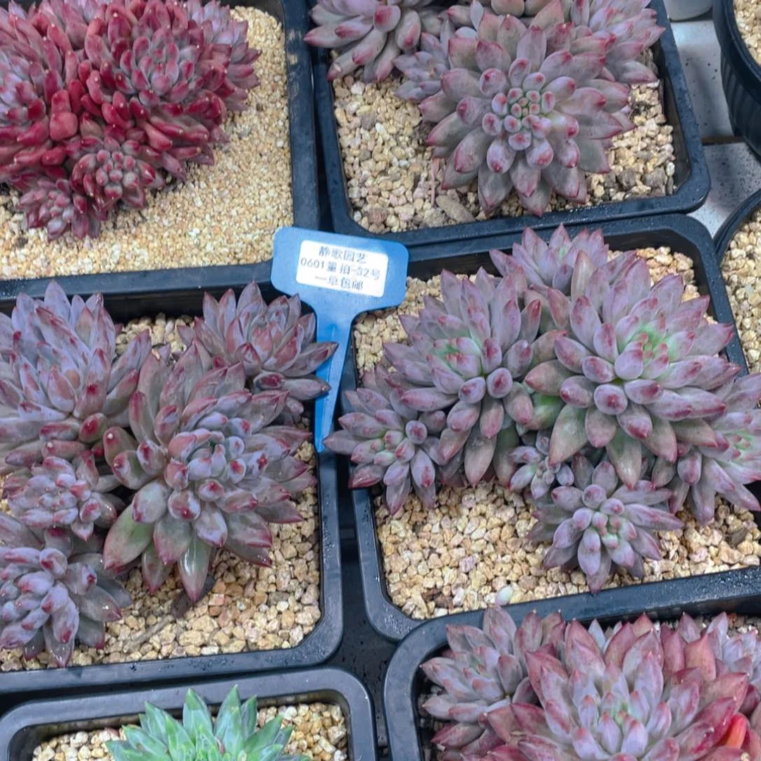 0601-32-虞美人大群老桩一颗