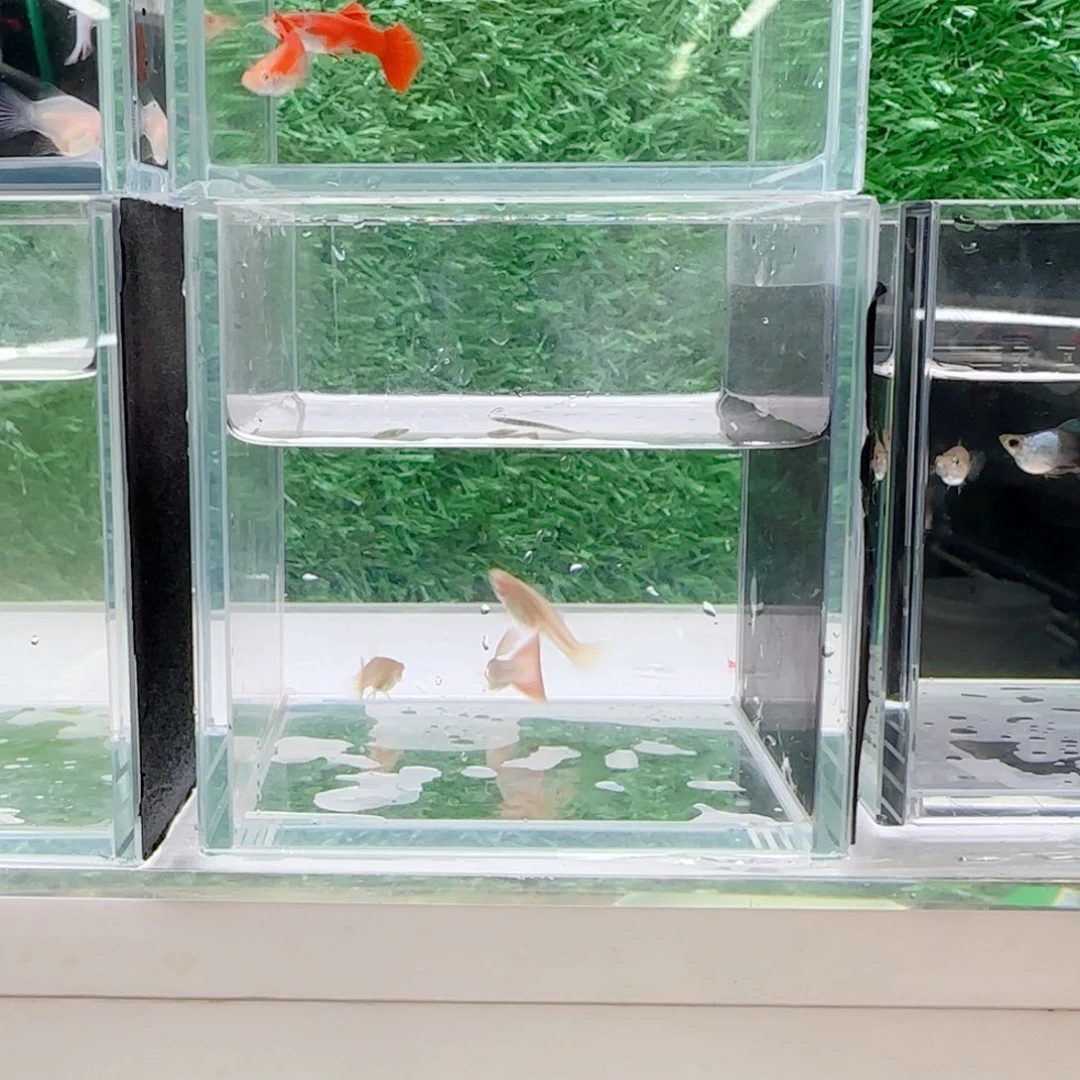 孔雀鱼血红大C天使个两对多给两个母鱼