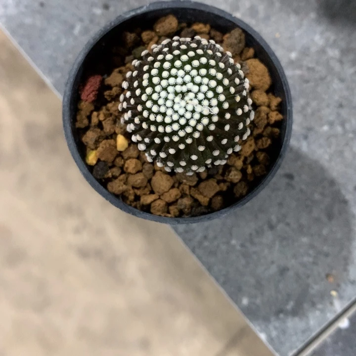 拾*开播福利仙人球自根松针牡丹