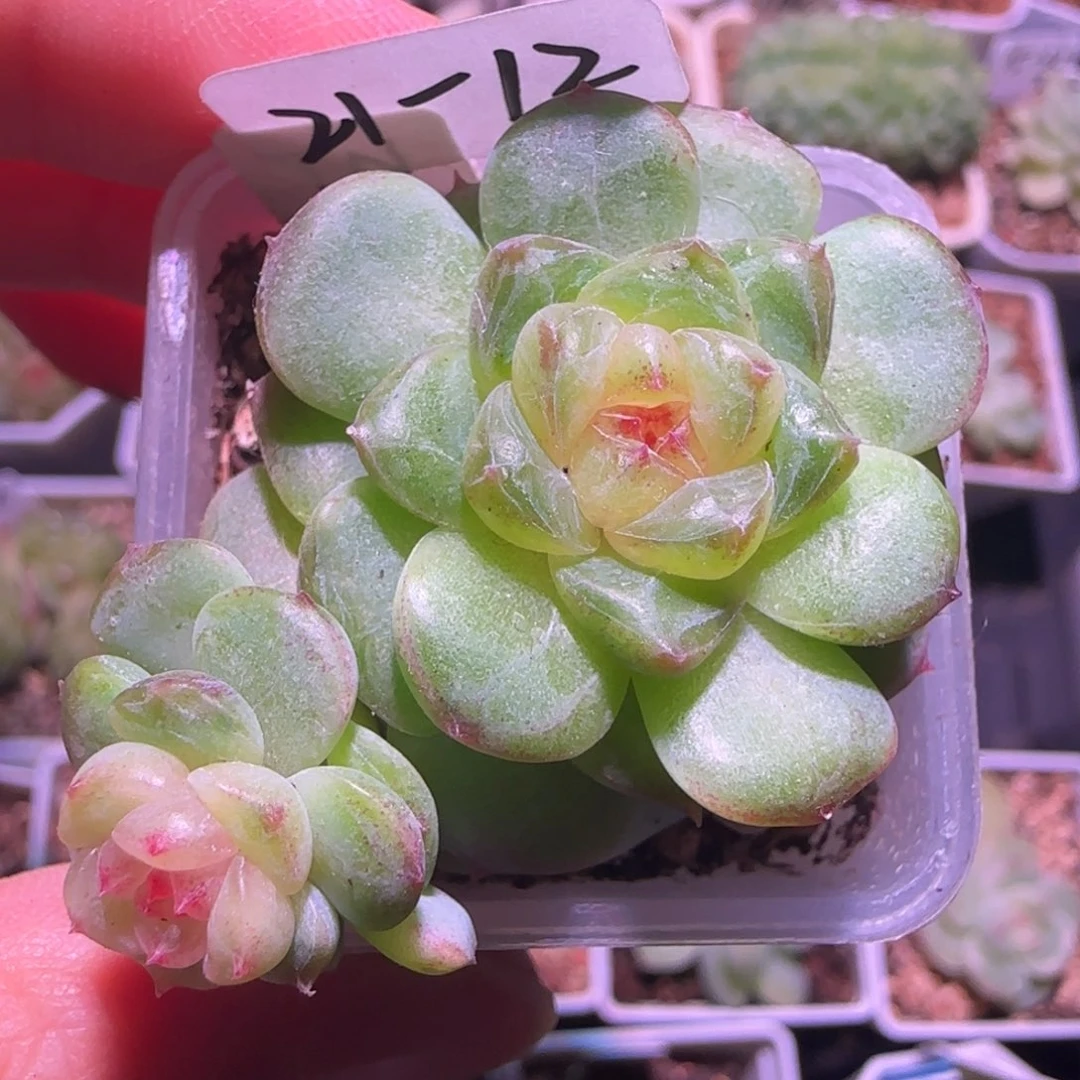 21-12福利甜心TN双头