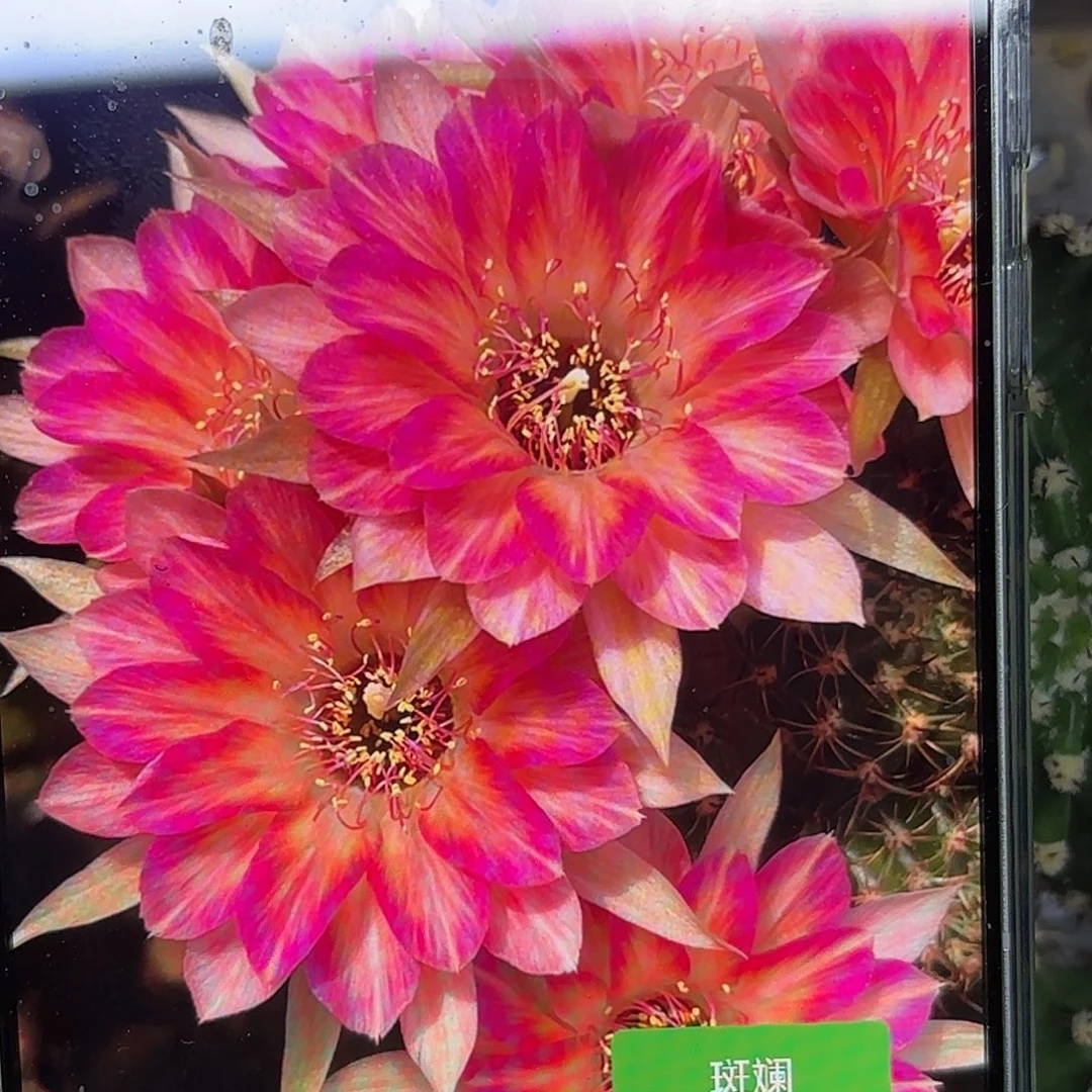 斑斓丽花侧牙20包邮4