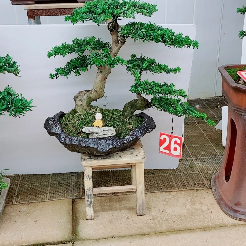 【闪购商品】罗汉松