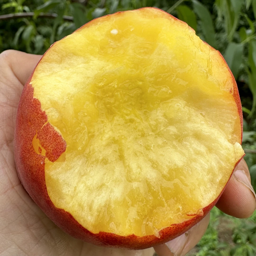 湖北自然成熟黄桃没套袋5斤包邮