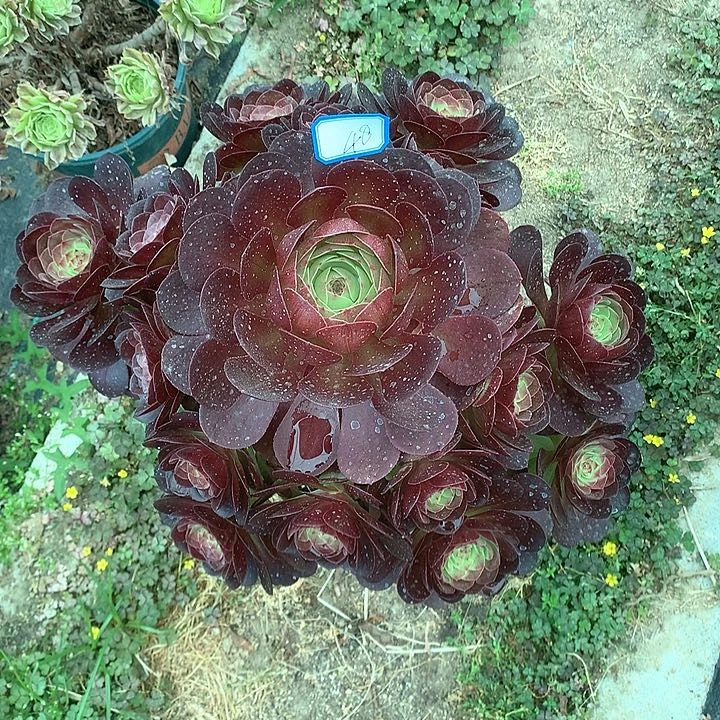48赤炎链多肉植物