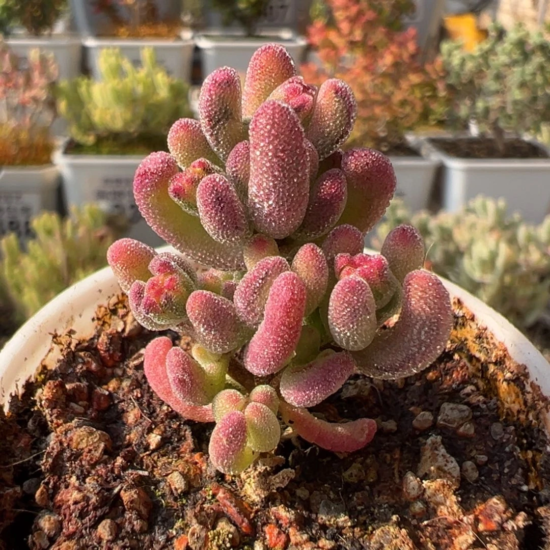 5-929紫闪光拉丝锦五圆盆枝干番杏