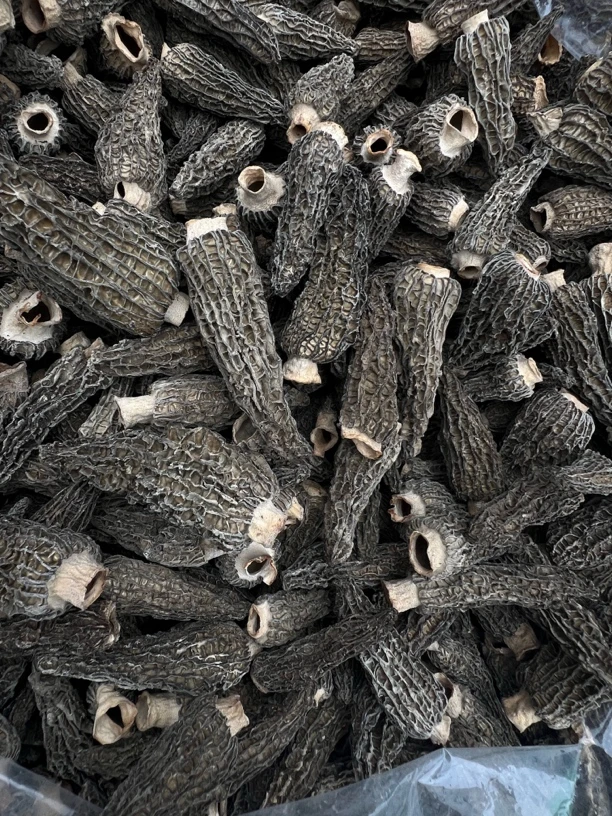 清爽G10羊肚菌0608