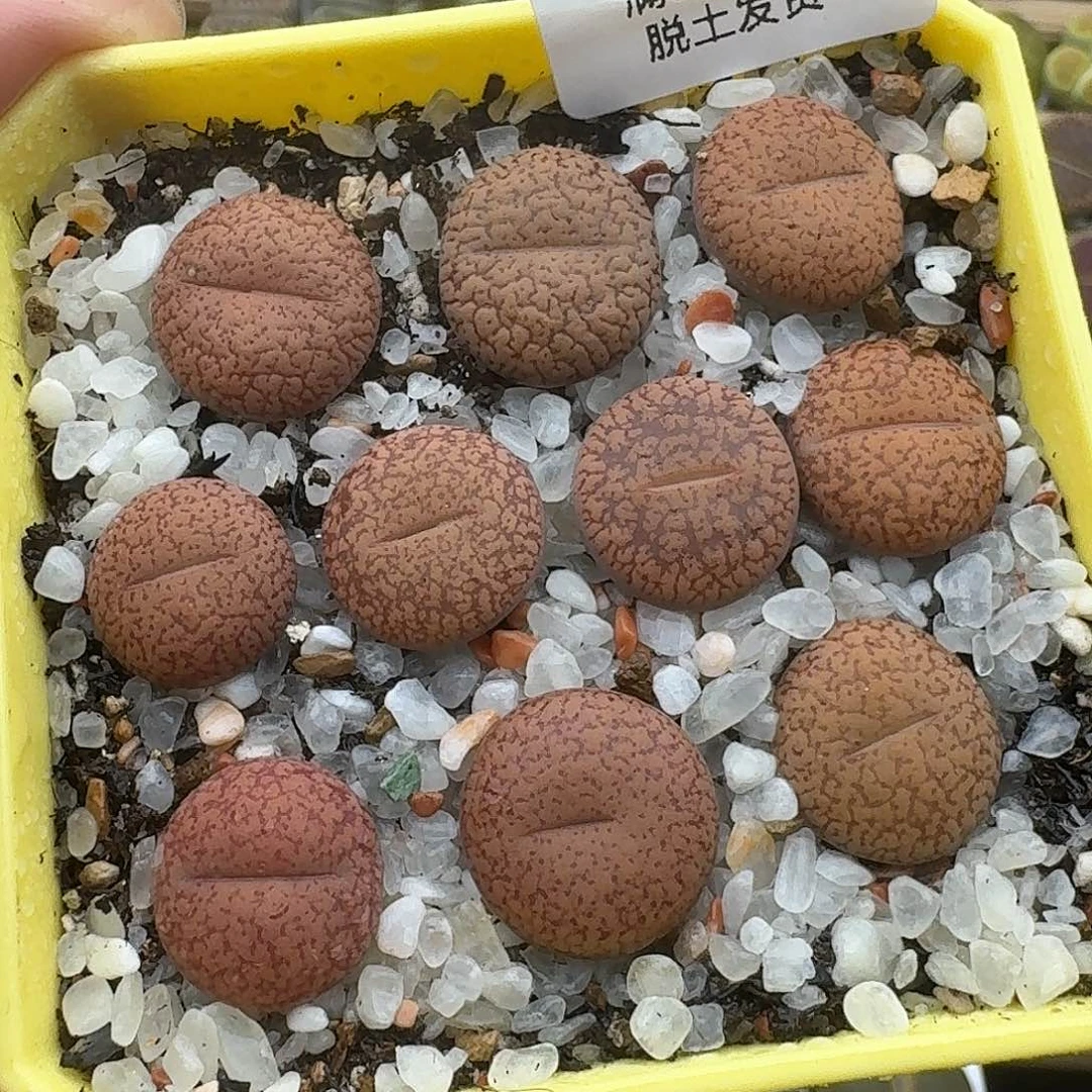 770多肉哈哈哈哈哈哈哈