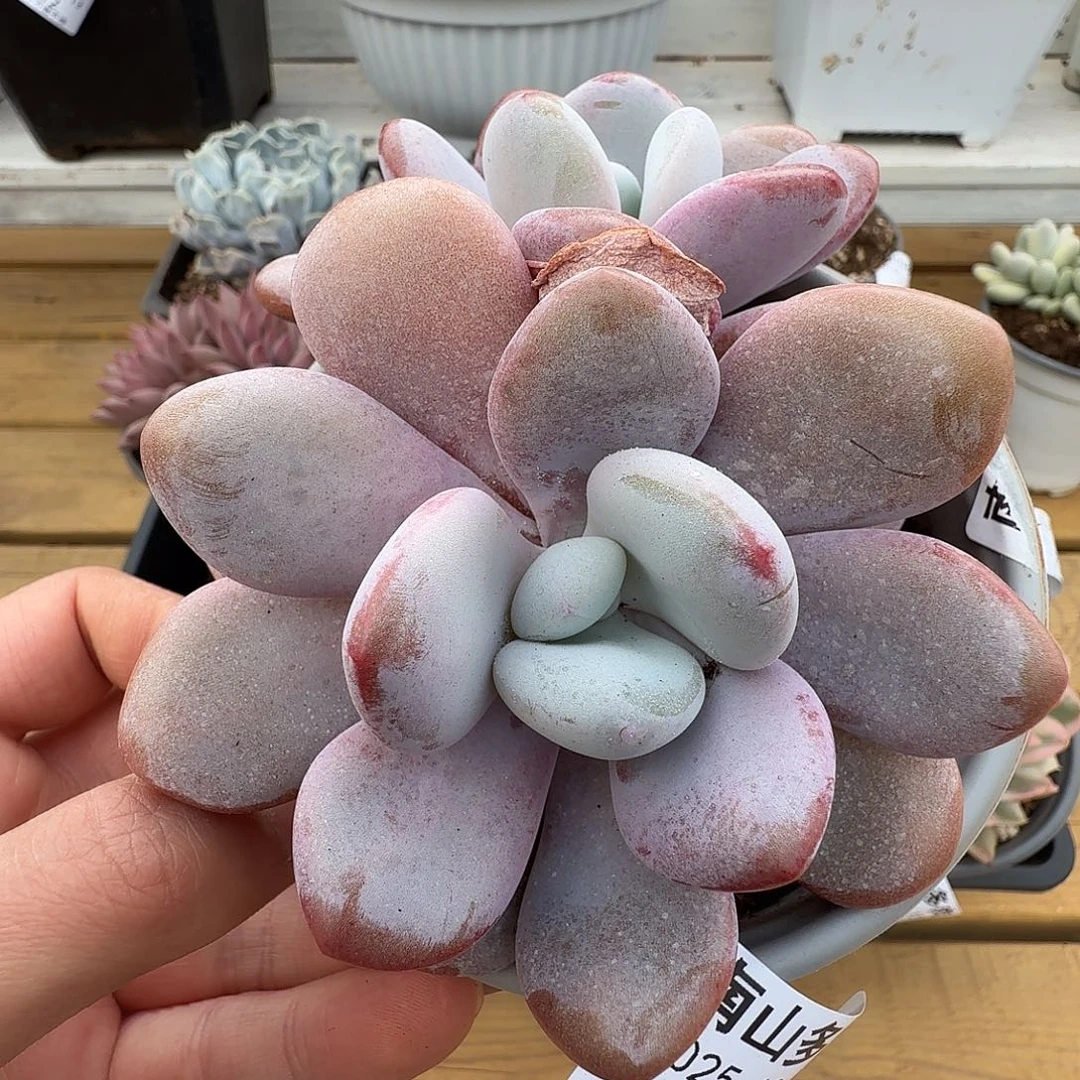 拉拉奶缀11213-135