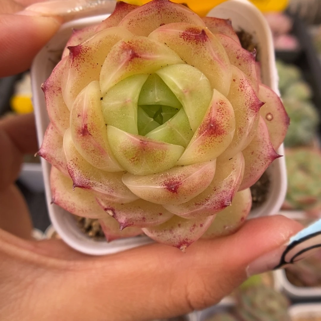 蜜蜡麦秆可拍335号