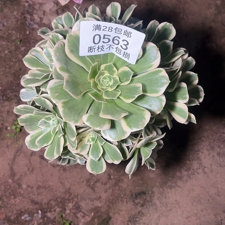 0563迈巴赫多肉植物