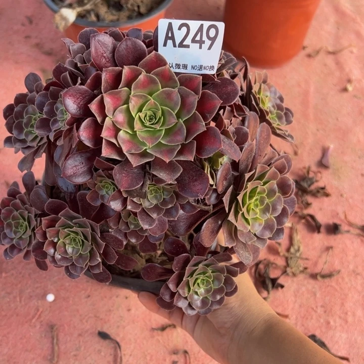 欧子多肉植物249.