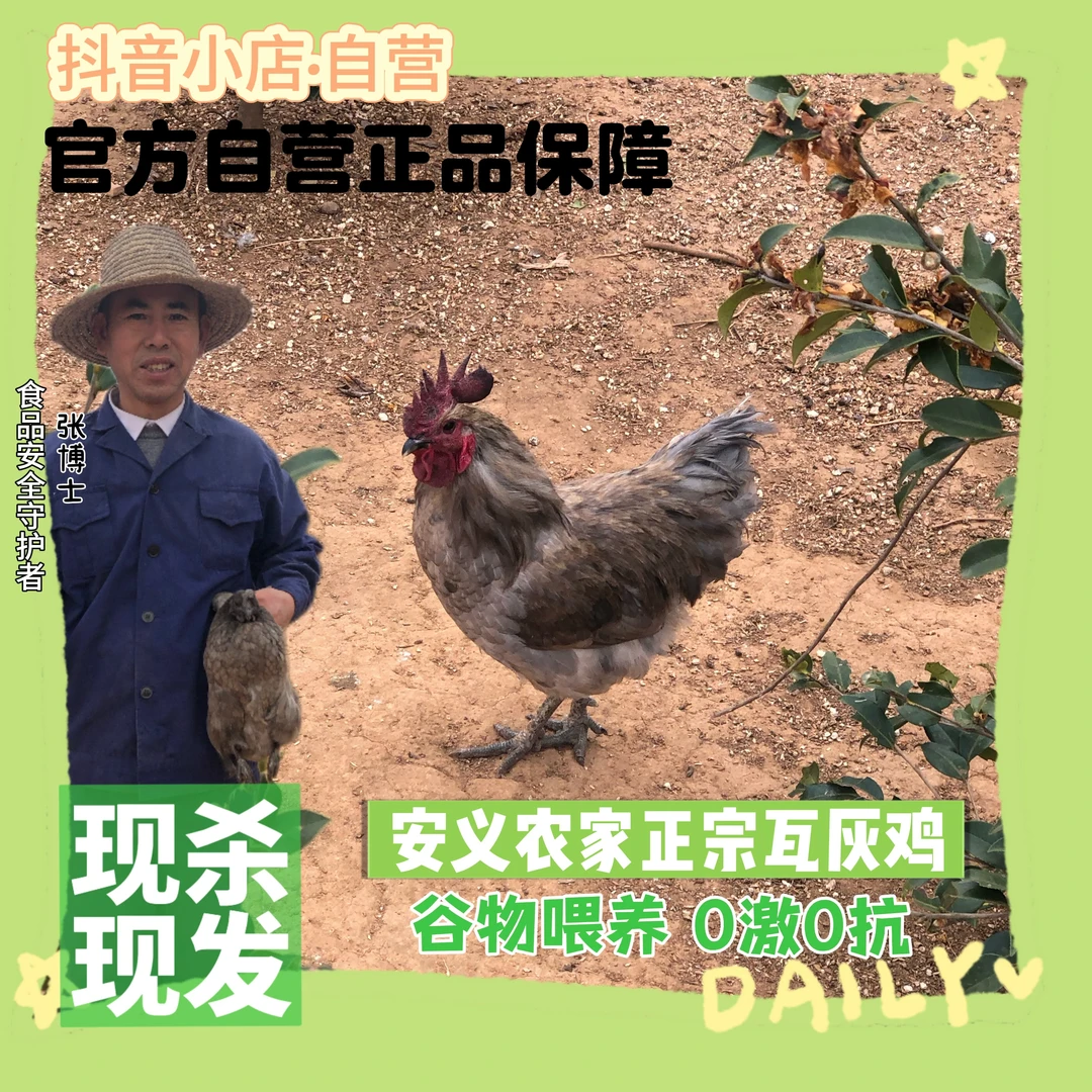 【一年以上老母鸡】安义农家散养正宗营养瓦灰老母鸡1.6-2.2斤