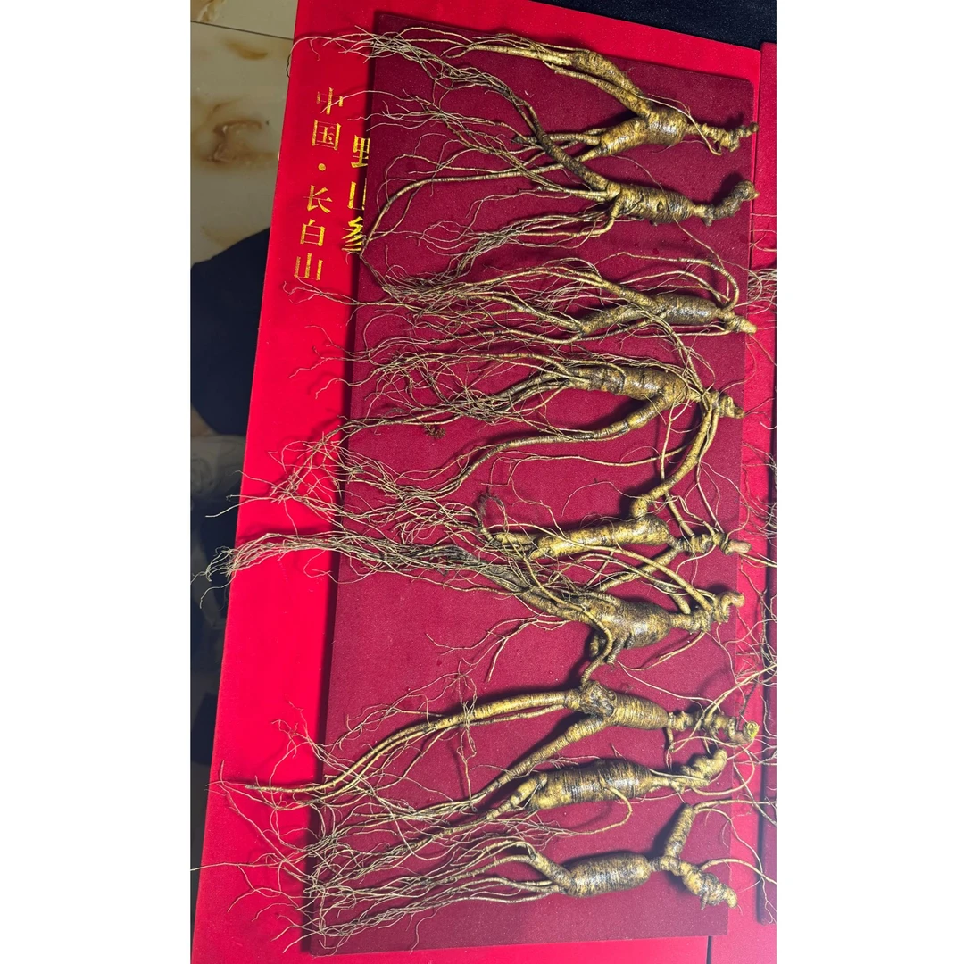 高年份林下参残参
