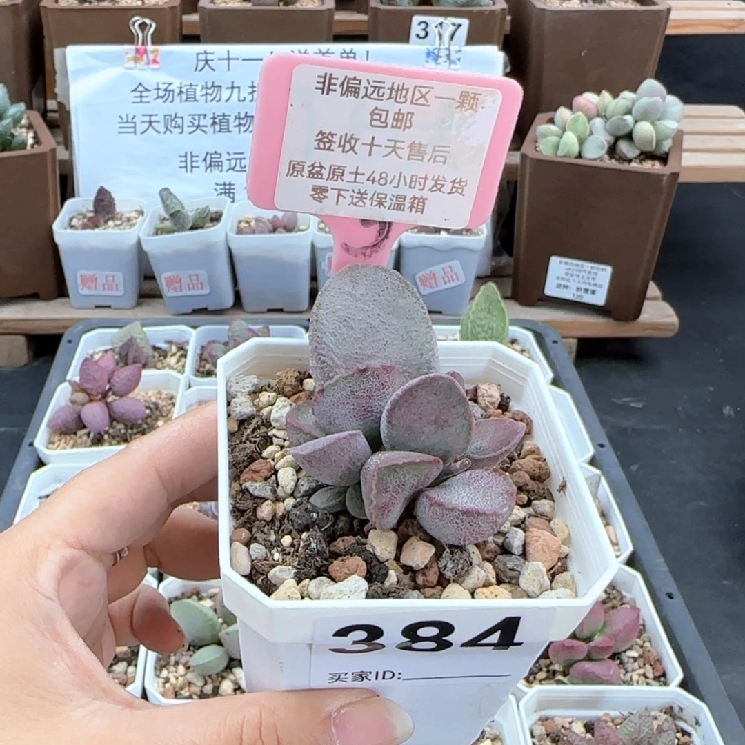 384谪仙多肉植物