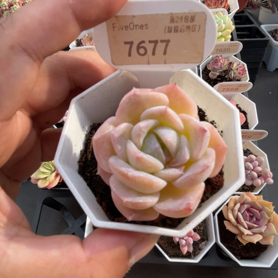 7677冰贵妃 4.0厘米