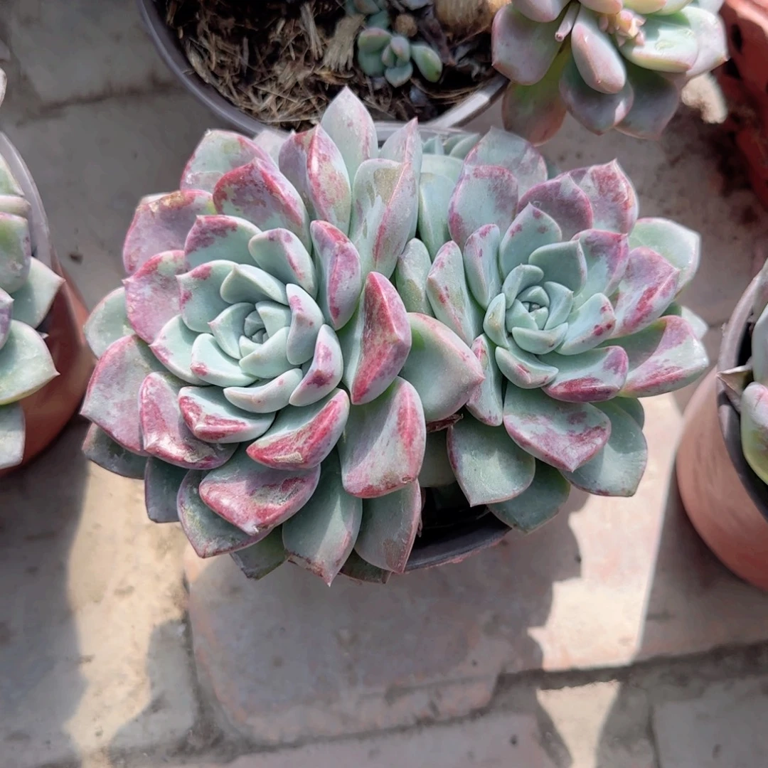无花朵海琳娜双头