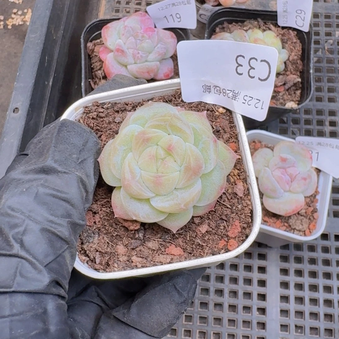 绿透珍妮一颗带盆带土