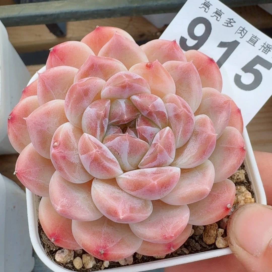 彩虹冰魄      愿你一路坦途，乘风破浪展宏图