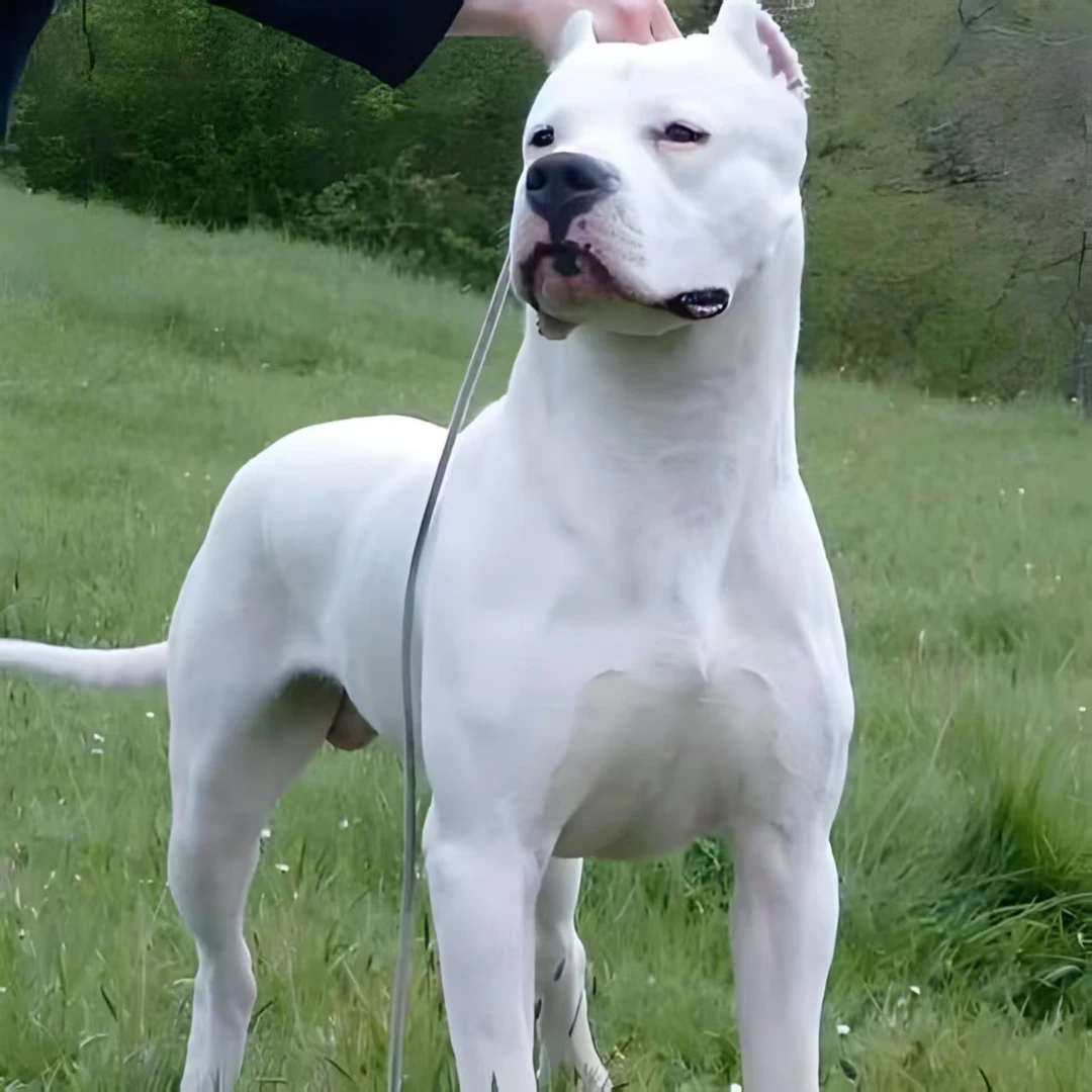 杜高 犬   比特 犬  狩猎竞技