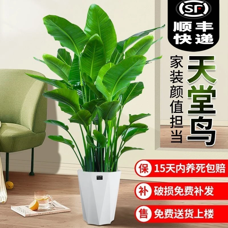 【顺丰德邦快递】1.3米-1.5米天堂鸟绿植物室内盆栽净化空气鹤望兰