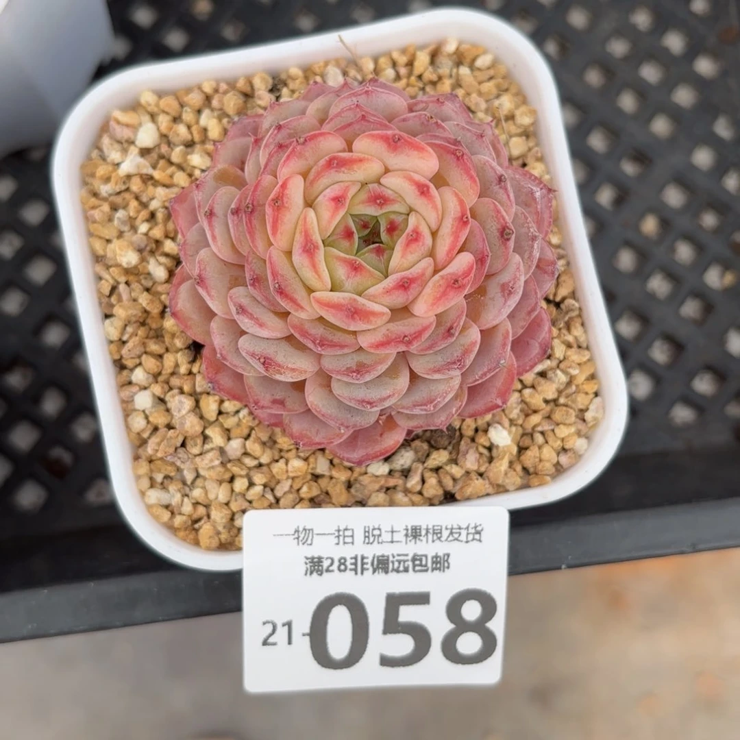 白胖子多肉多肉多肉