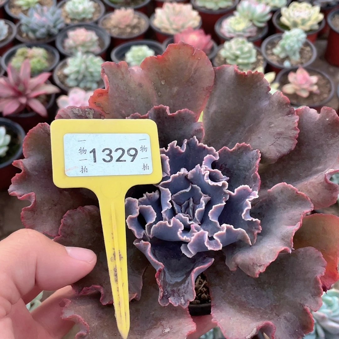 团***团1329号多肉植物盆栽
